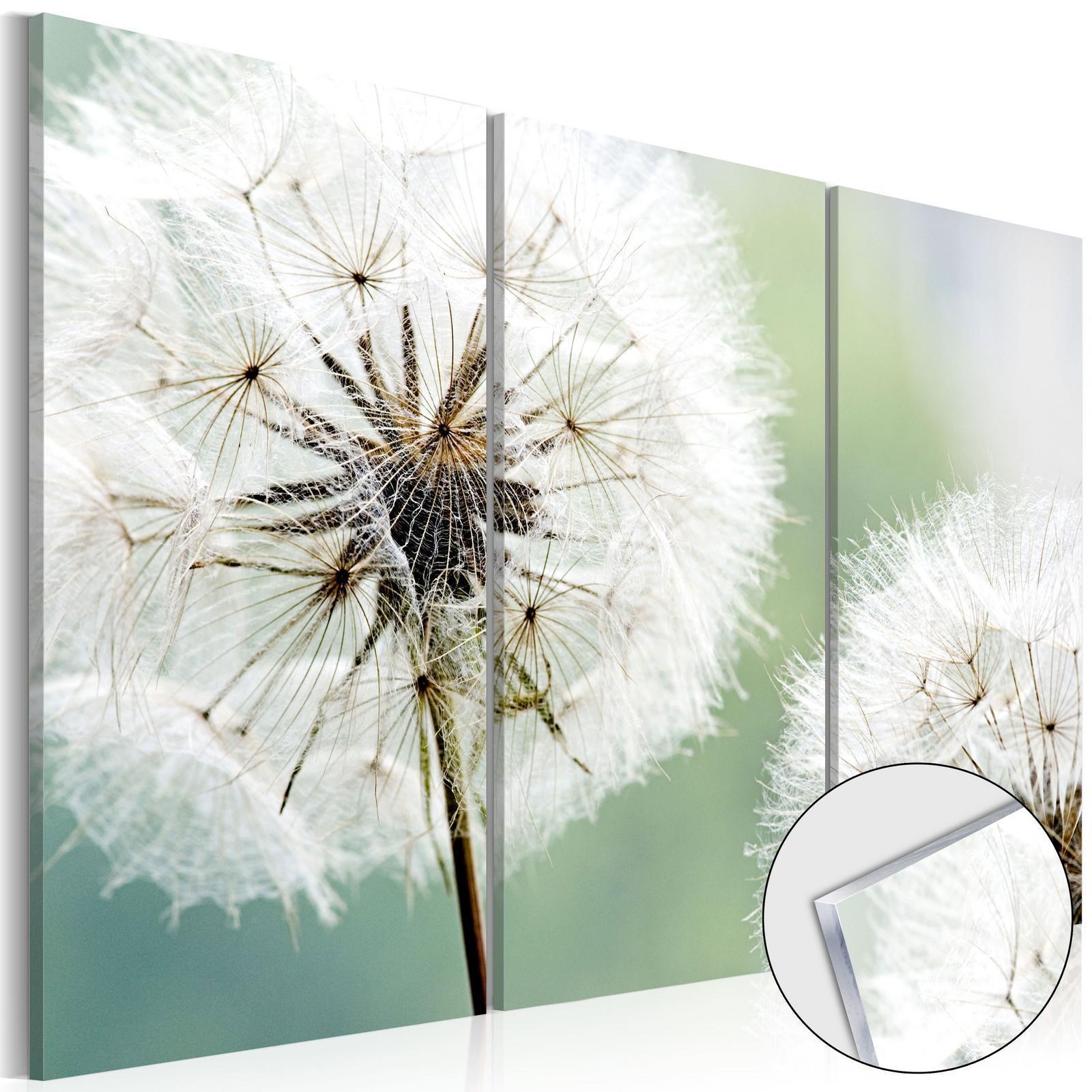 Tableau sur verre acrylique - Fluffy Dandelions