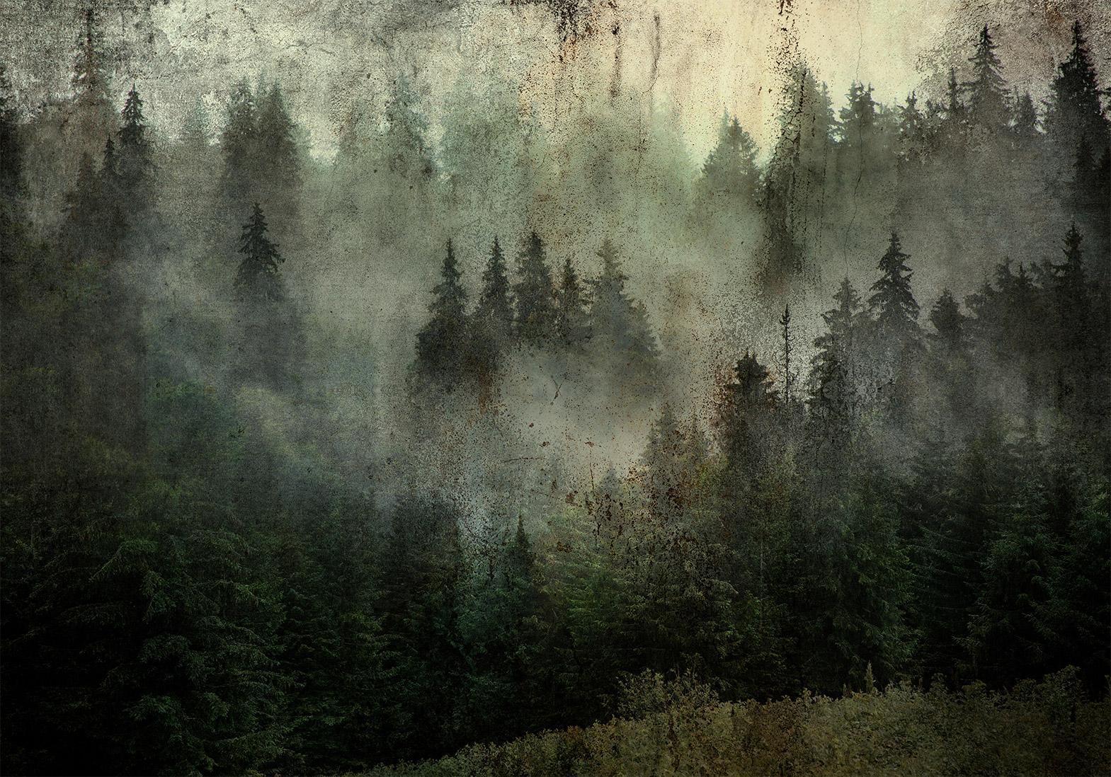 Papier peint - Misty Beauty of the Forest