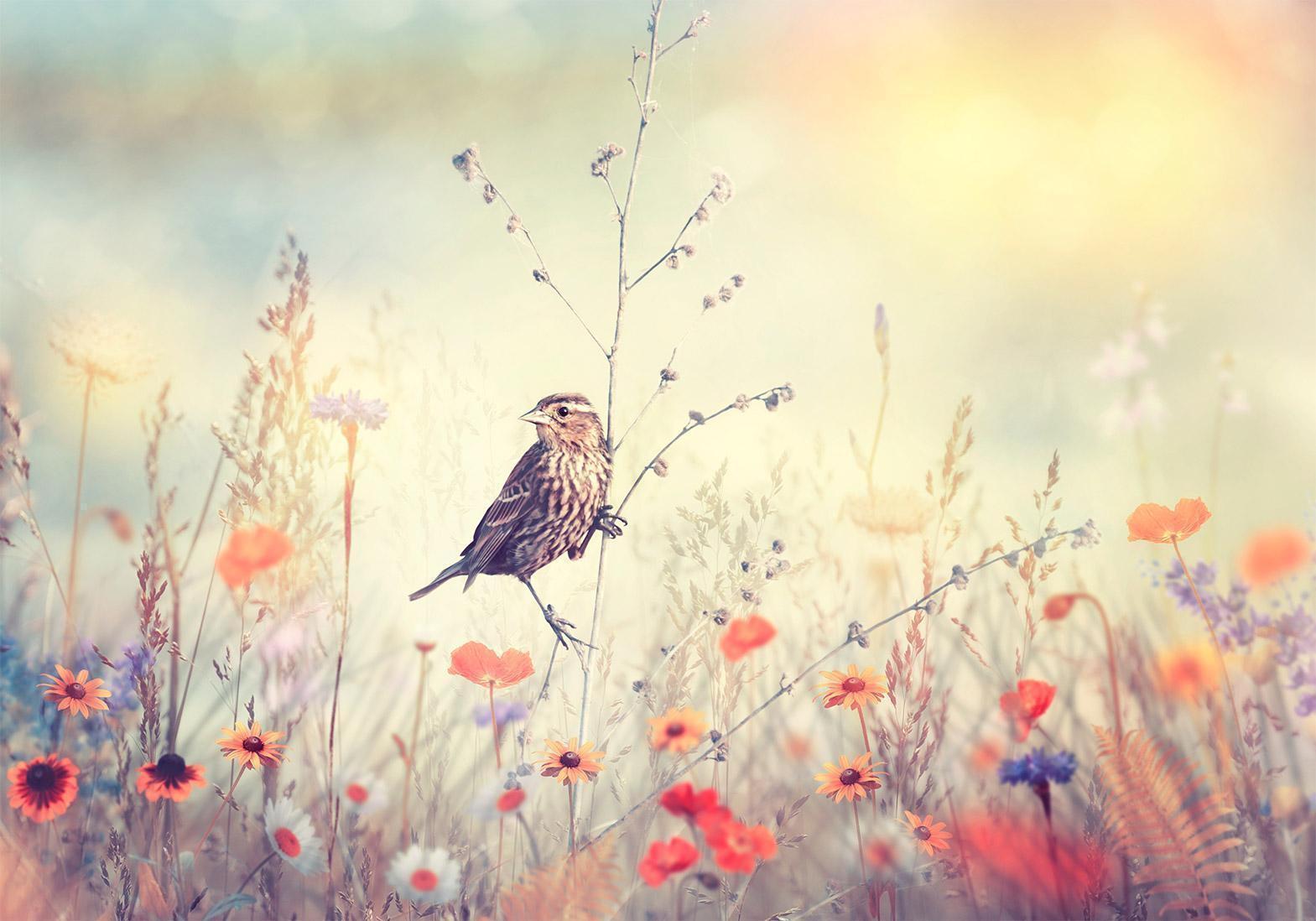 Papier peint - Field Bird