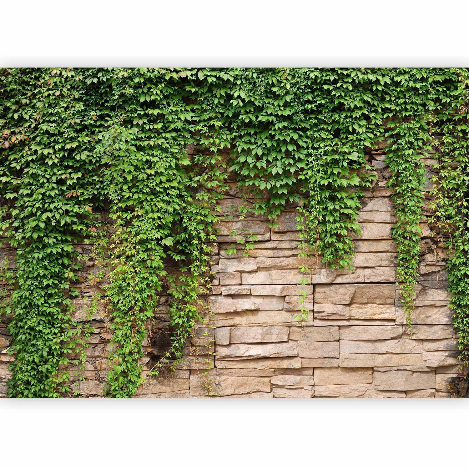 Papier peint - Ivy wall