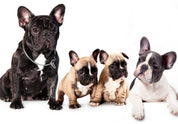 Papier peint - French Dogs