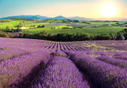 Papier peint - Lavender Field