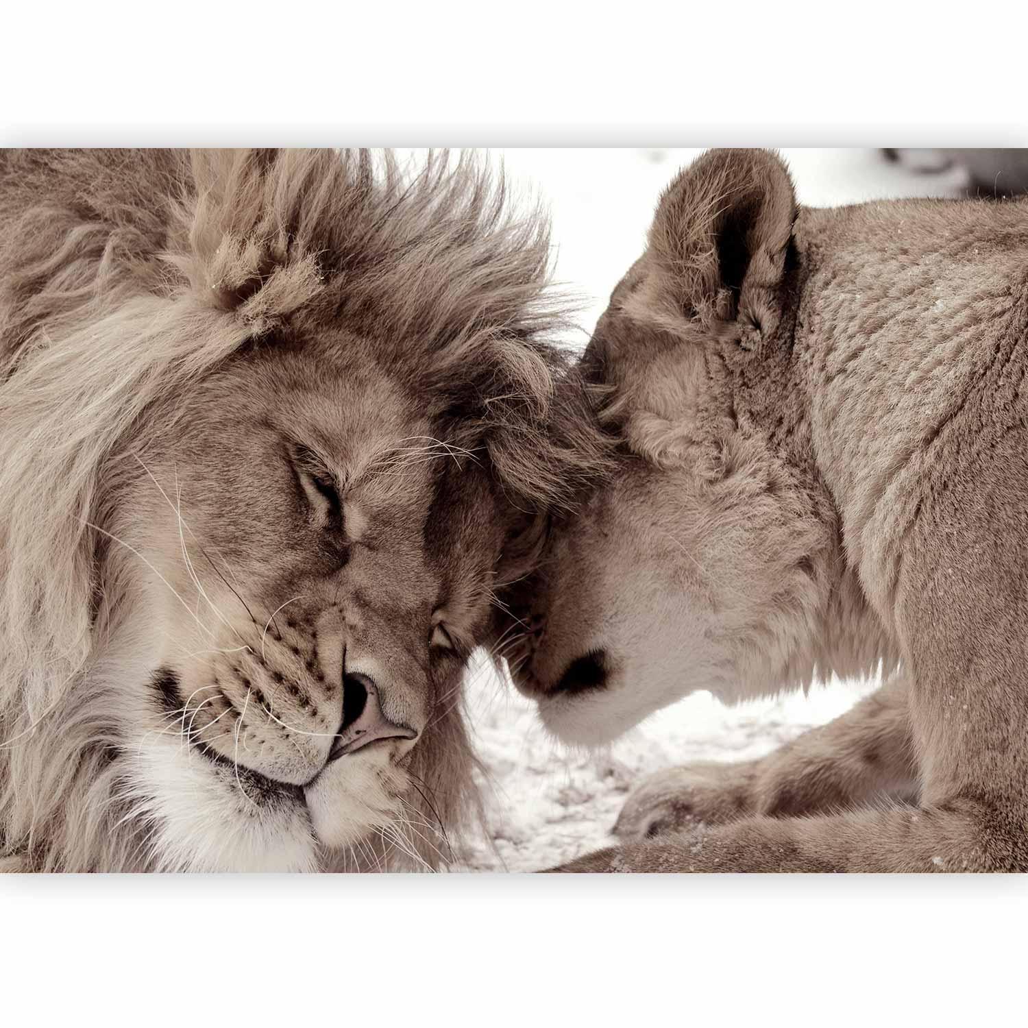 Papier peint - Lion Tenderness (Sepia)
