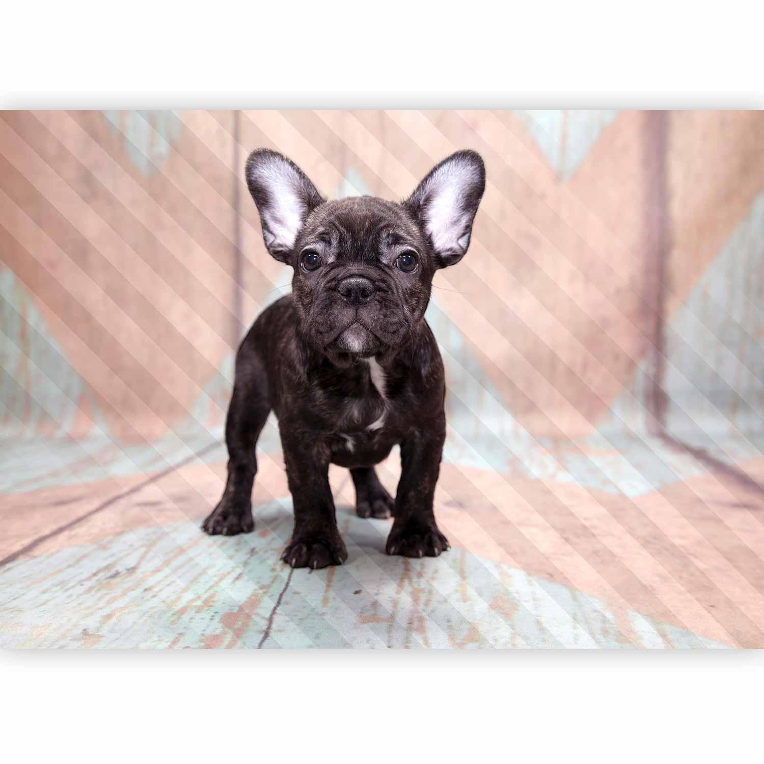 Papier peint - French Bulldog