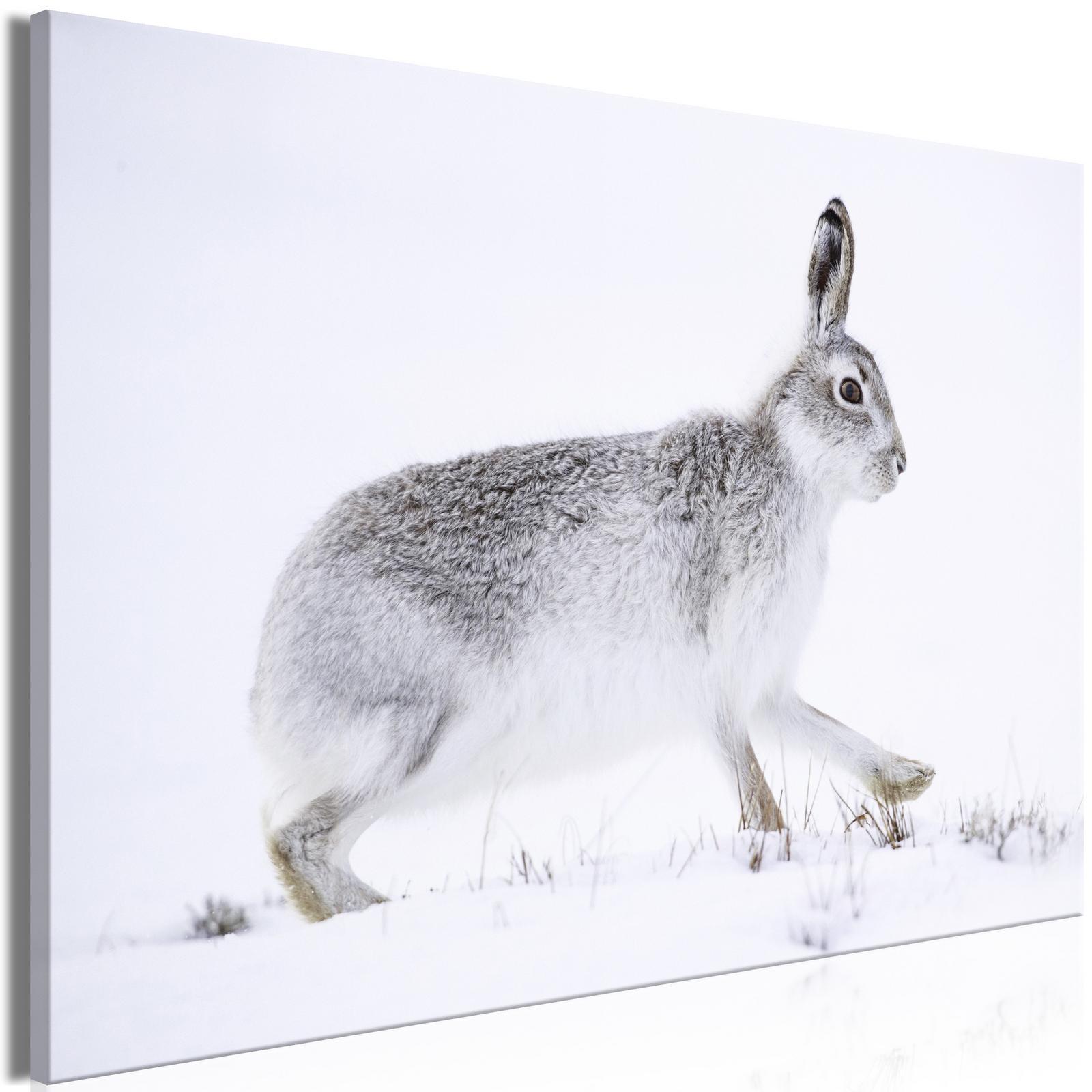 Tableau - Hare (1 Part) Wide