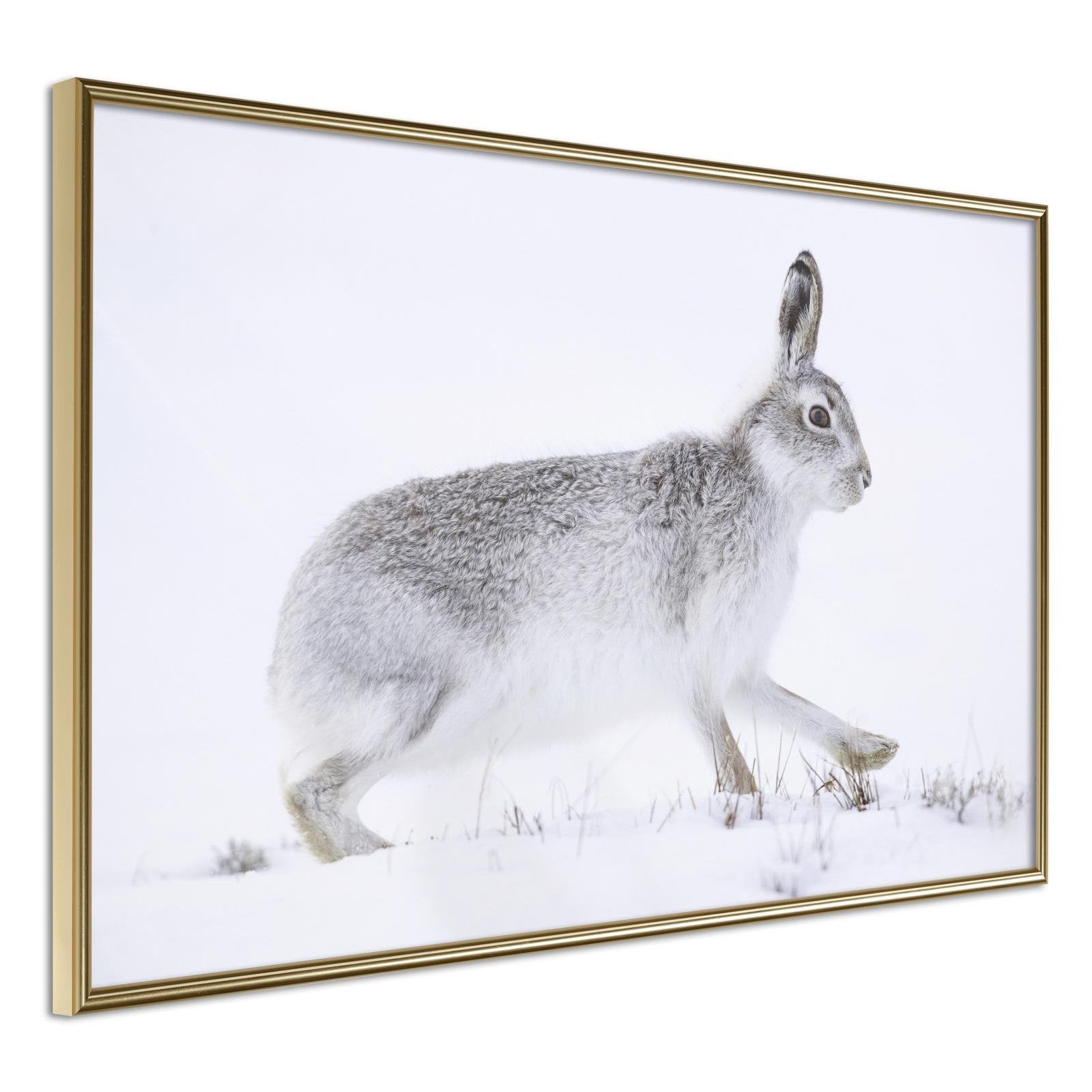 Poster Lapin Enneigé