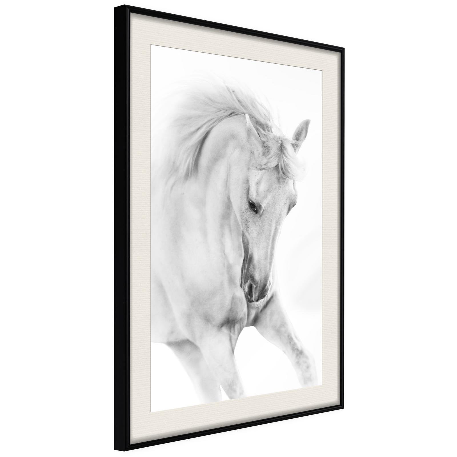 Poster cheval noir et blanc