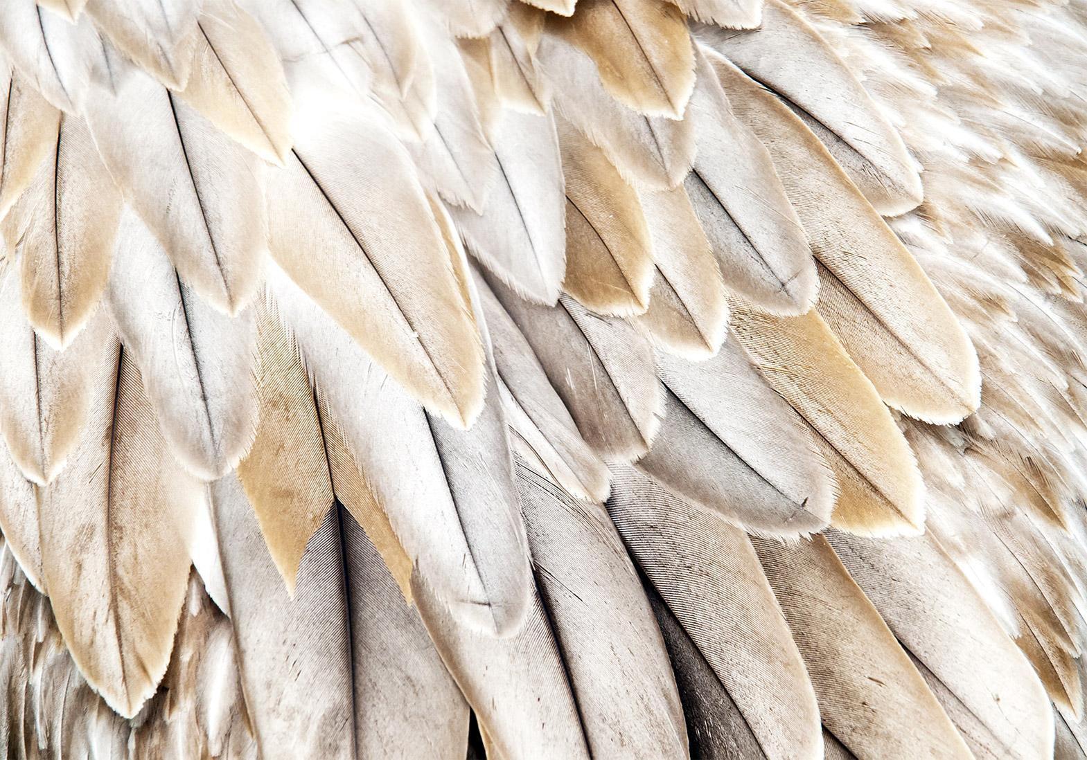 Papier peint - Close-up of bird's wings - uniform close-up on beige bird feathers