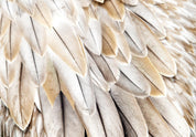 Papier peint - Close-up of bird's wings - uniform close-up on beige bird feathers