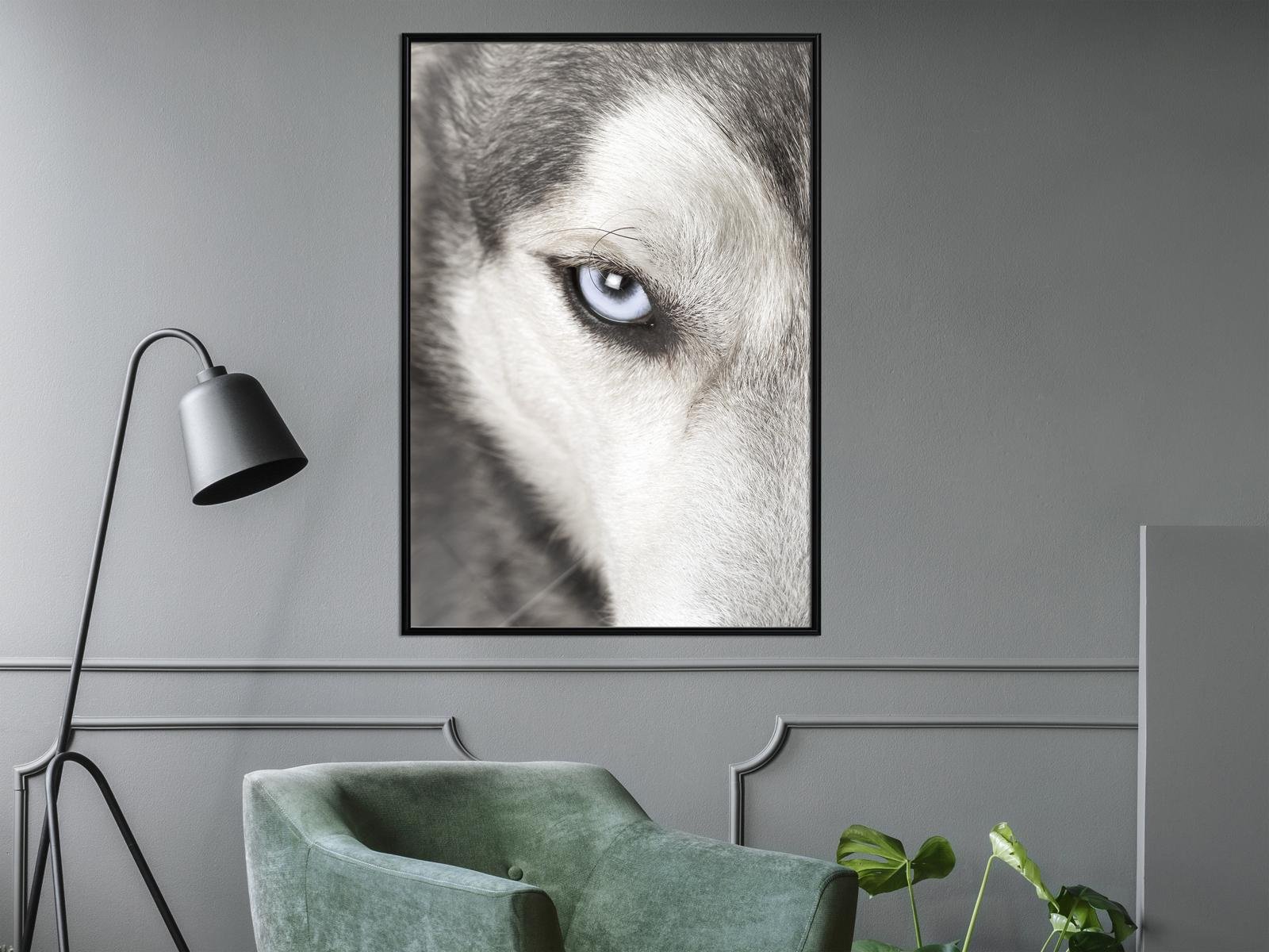 Poster loup aux yeux perçants