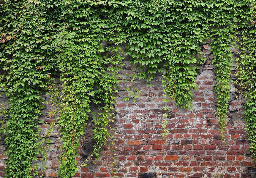 Papier peint - Brick and ivy