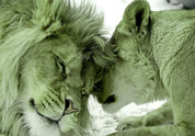 Papier peint - Lion Tenderness (Green)
