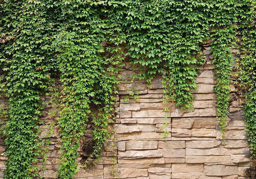 Papier peint - Ivy wall