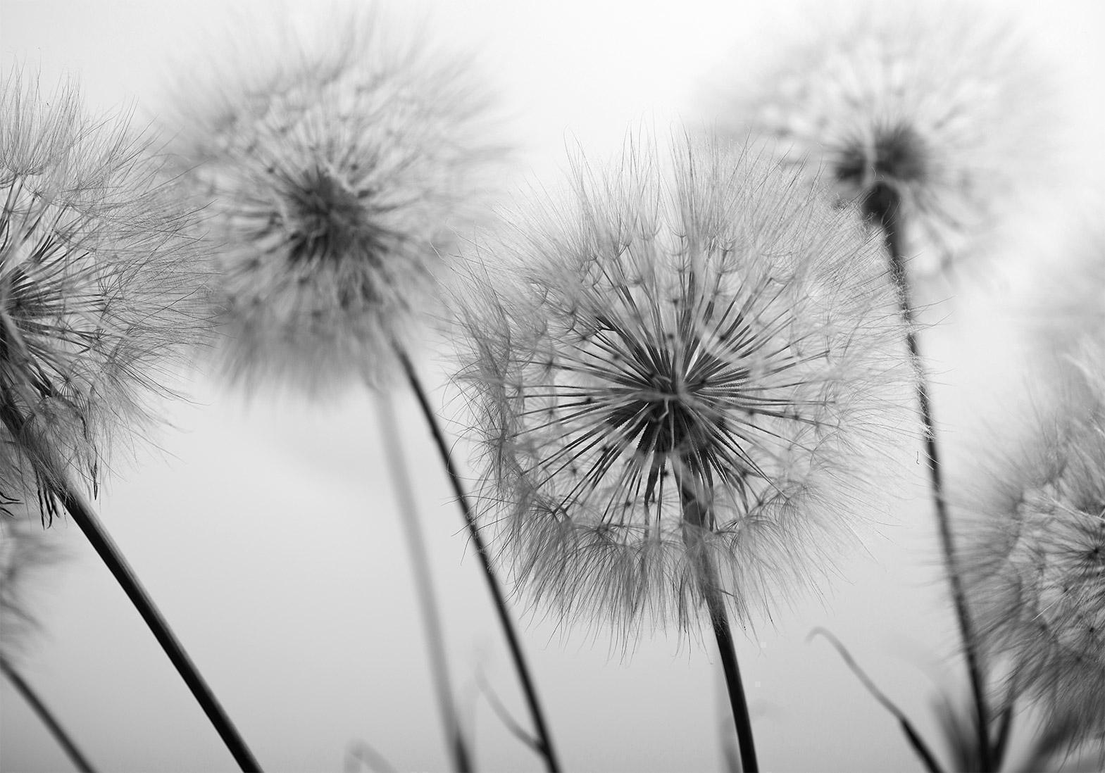 Papier peint - Time for Dandelions - Second Variant