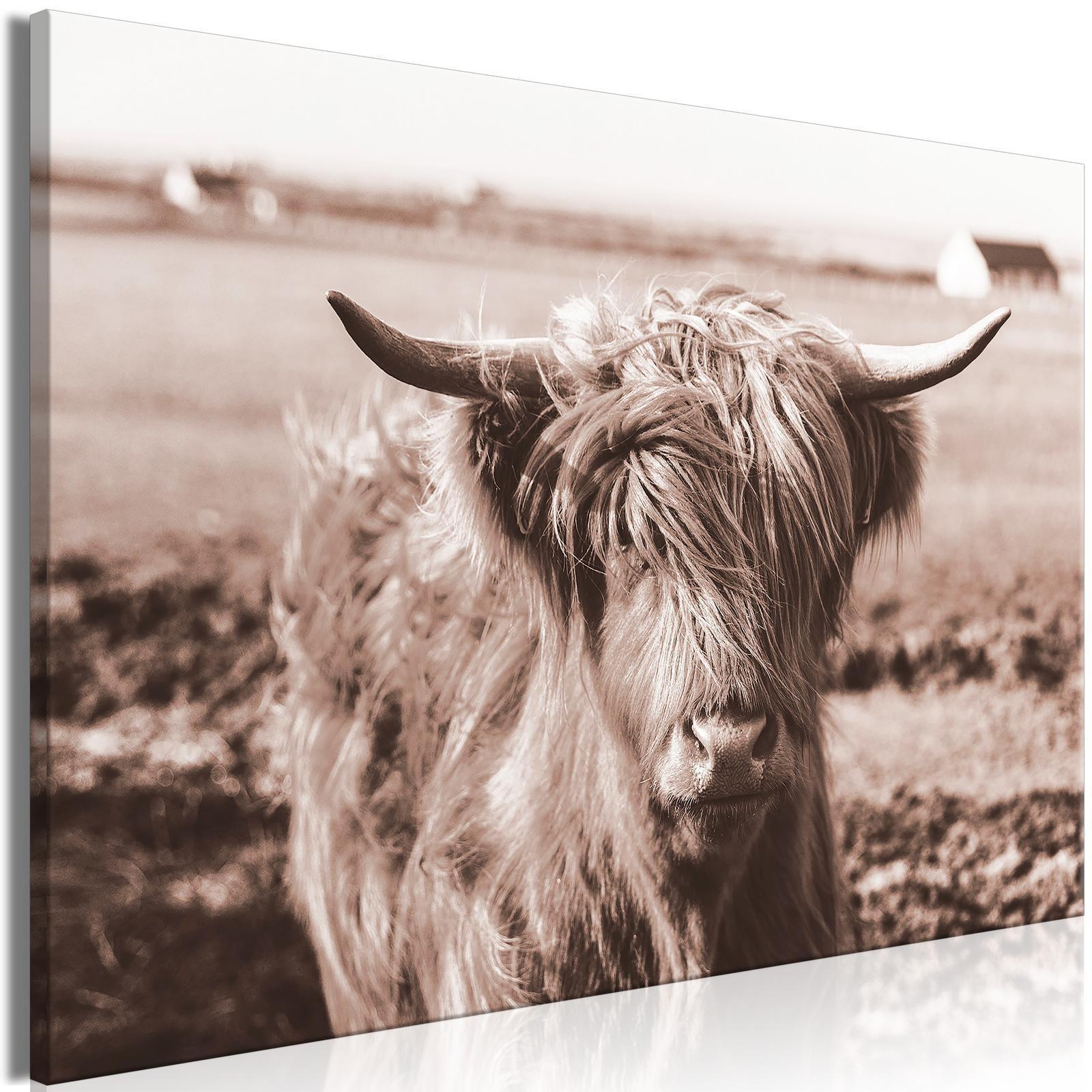 Tableau - A Scottish Cow in Sepia