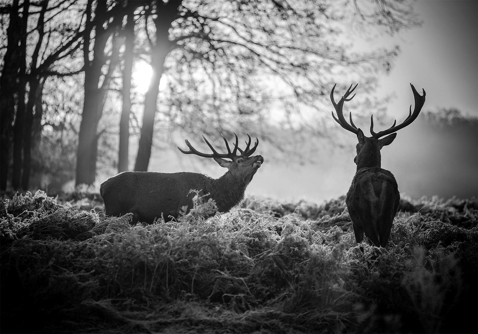 Papier peint - Deers in the Morning