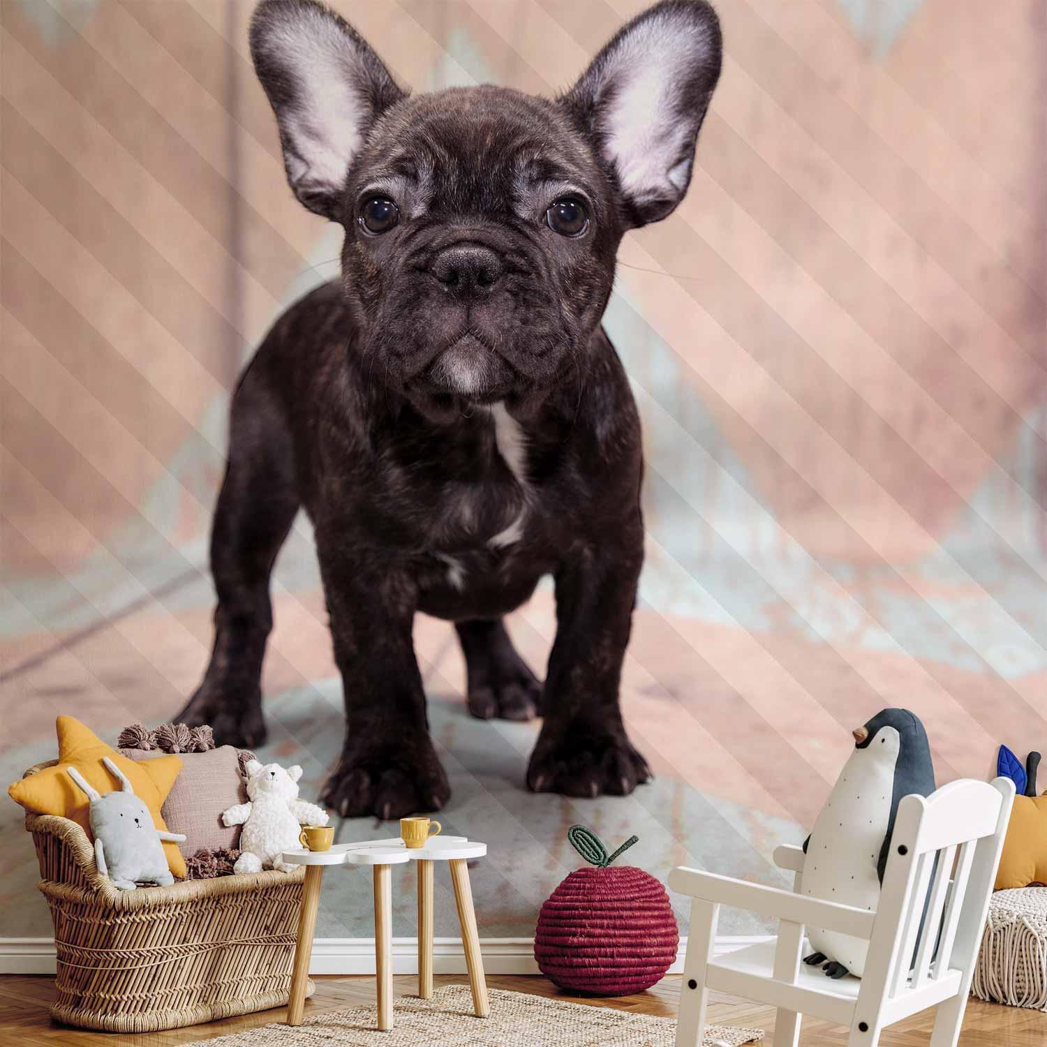 Papier peint - French Bulldog