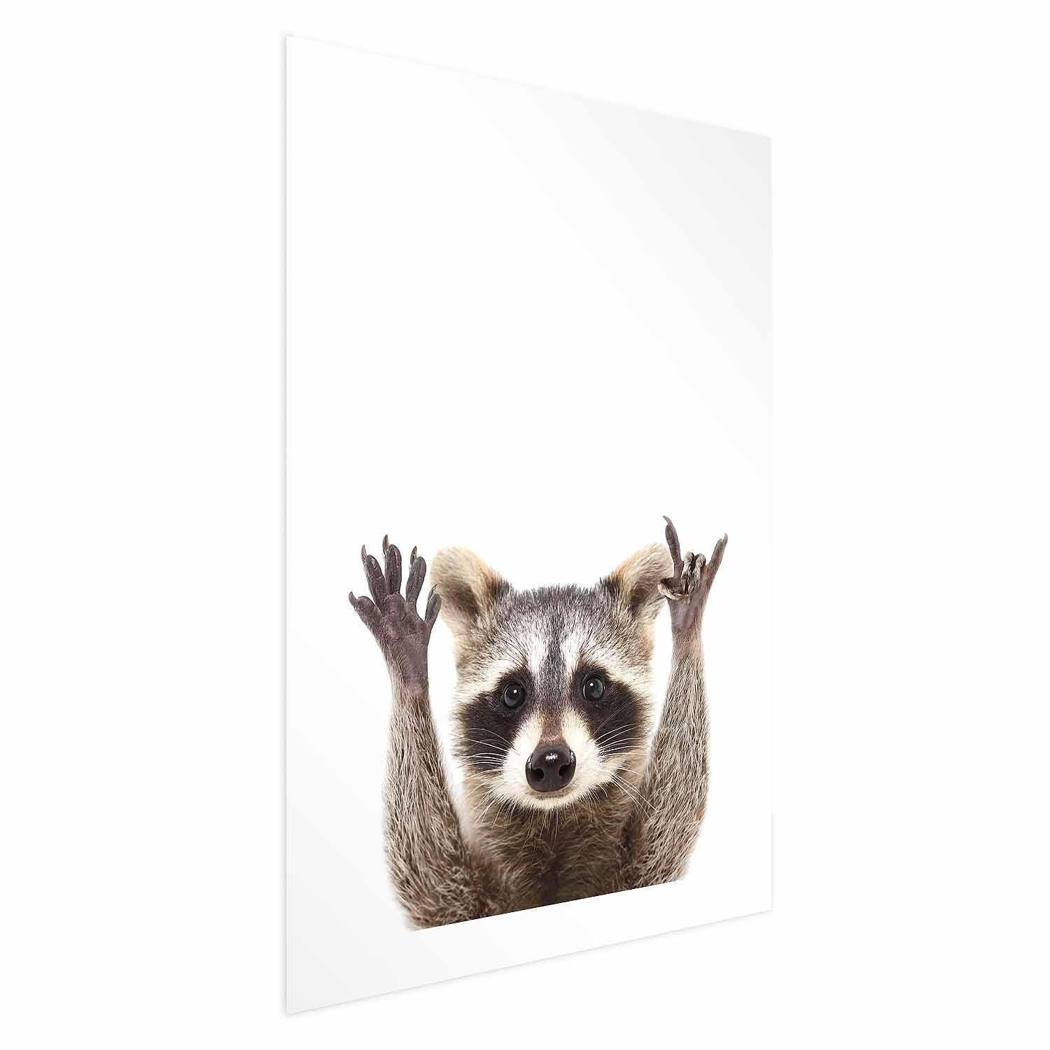 Poster - Raccoon