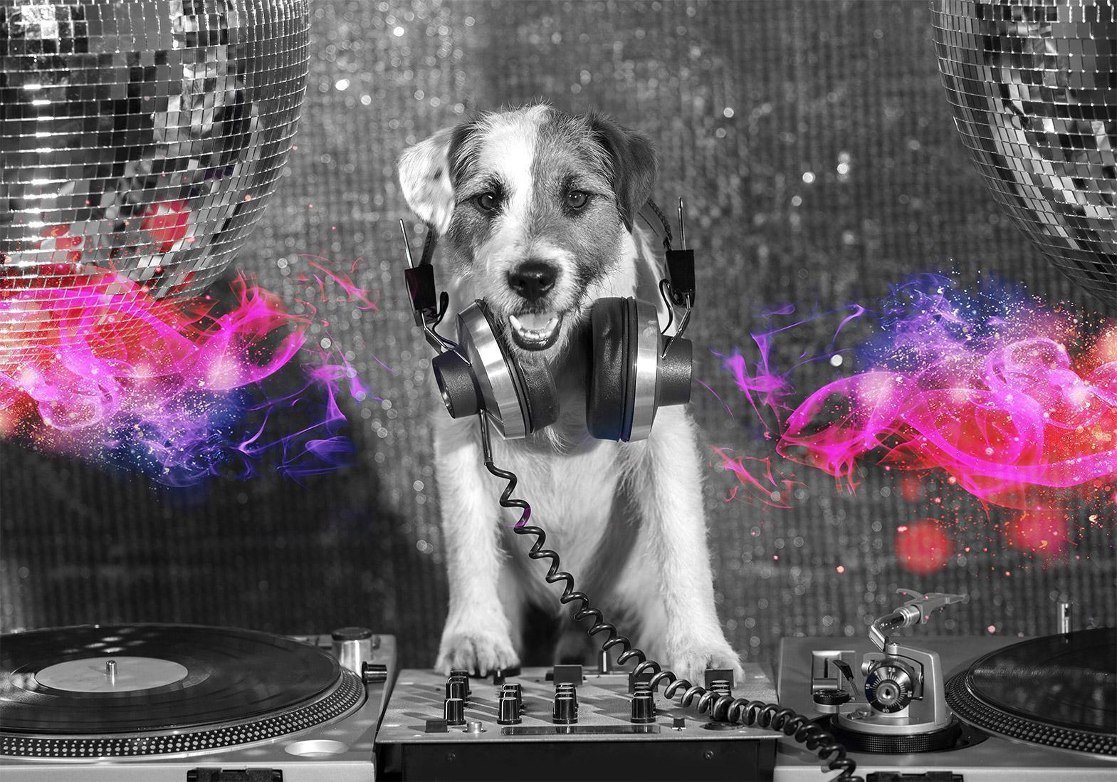 Papier peint - DJ Dog