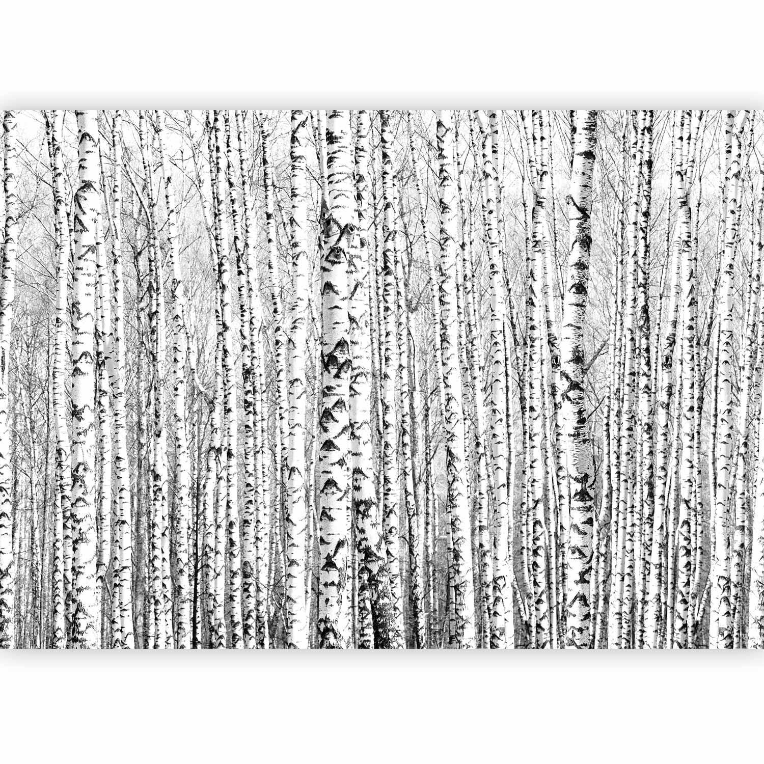 Papier peint - Birch forest