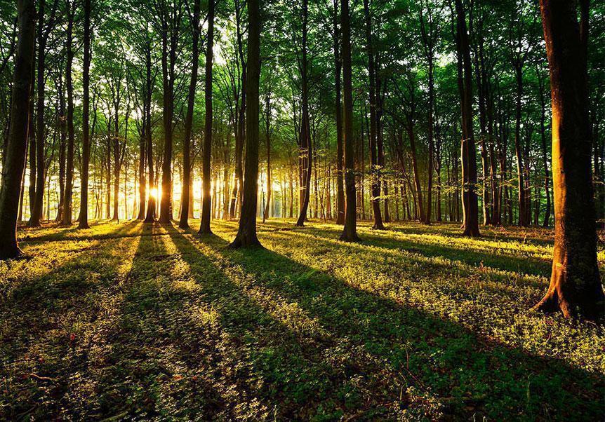 Papier peint - Spring: Morning in the Forest