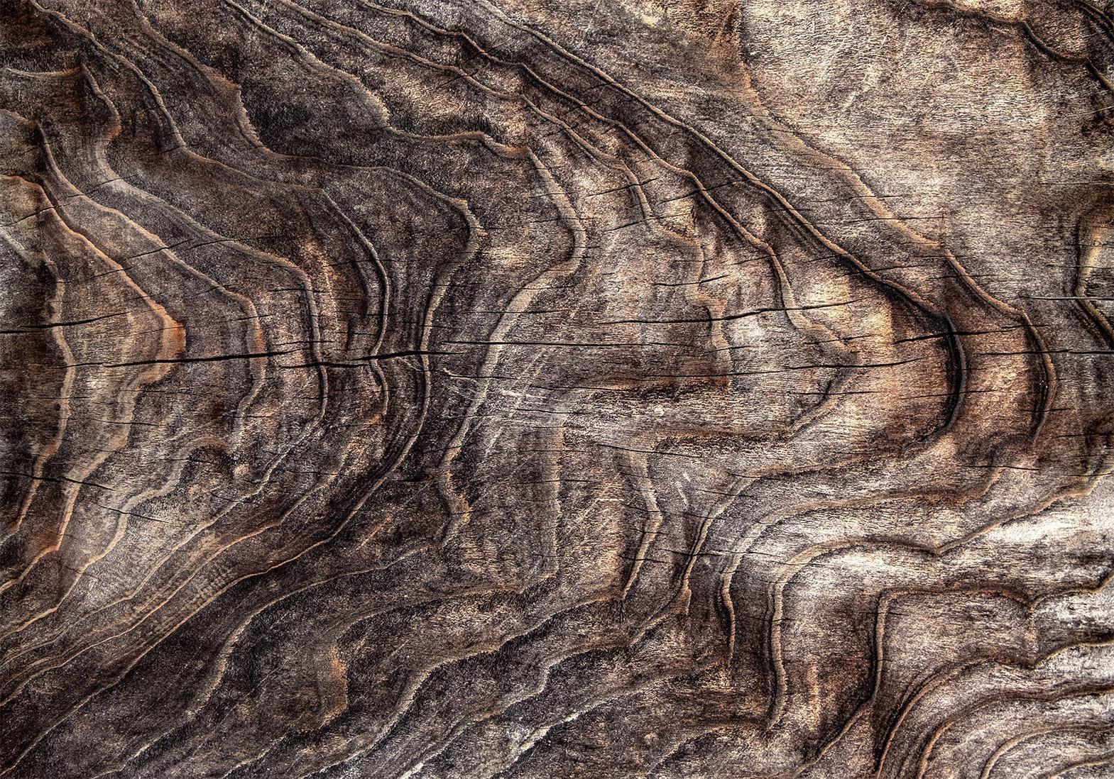 Papier peint - Signs of the times - an abstract background with the wrinkled bark of an old tree