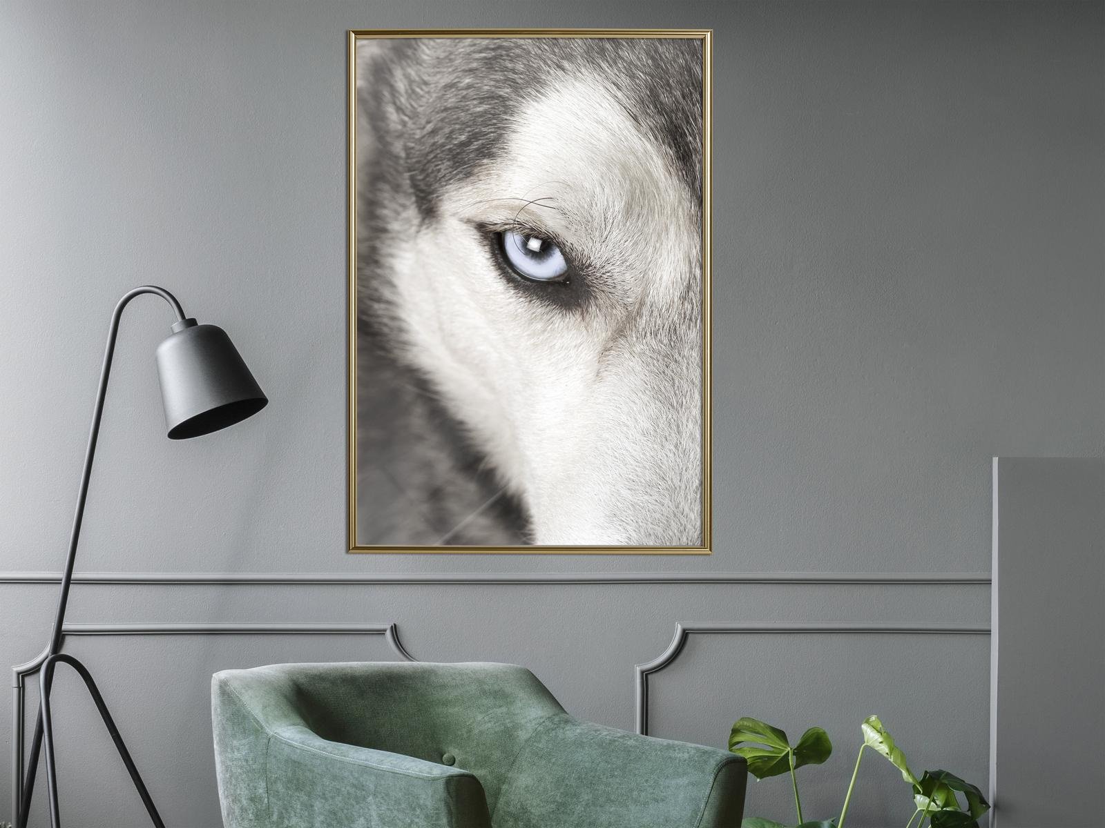 Poster loup aux yeux perçants