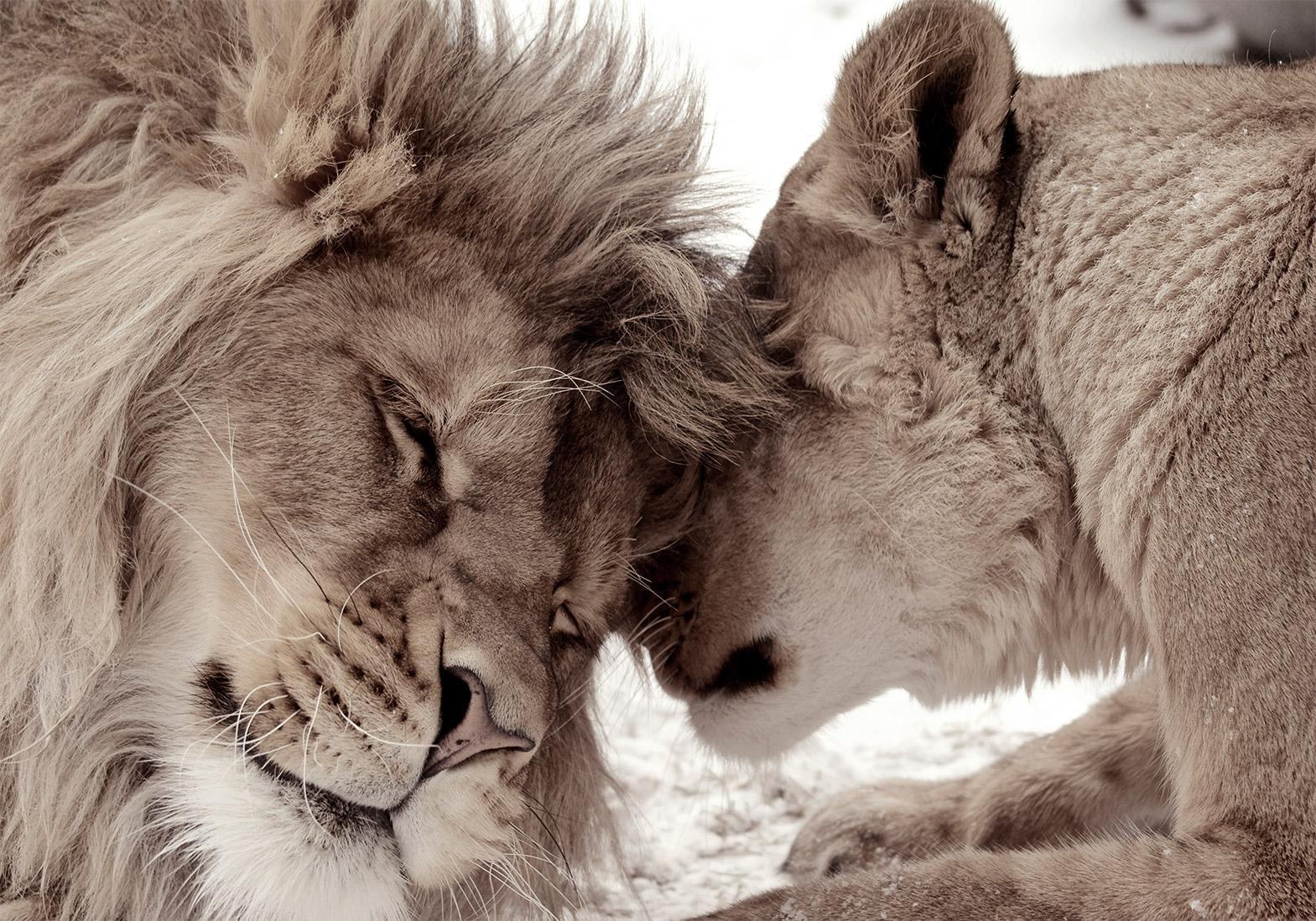 Papier peint - Lion Tenderness (Sepia)