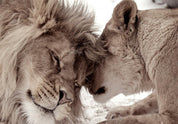 Papier peint - Lion Tenderness (Sepia)