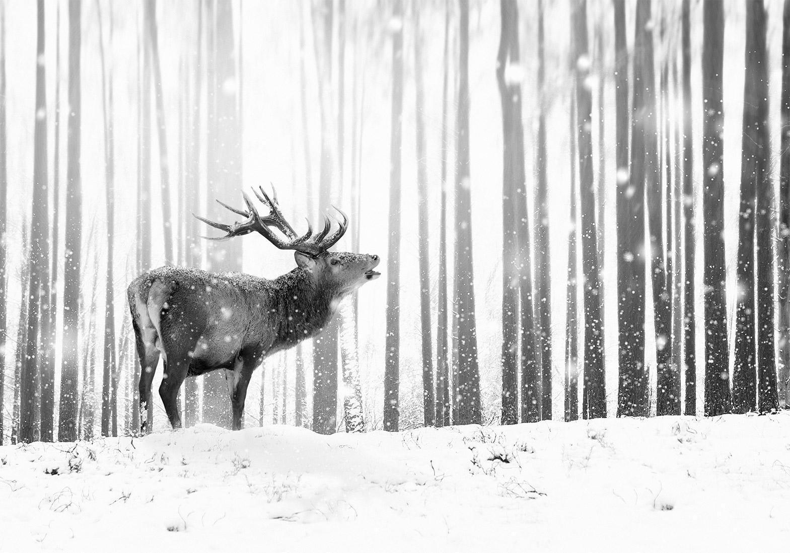 Papier peint - Deer in the Snow (Black and White)