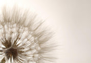 Papier peint - Nature close-up - close-up motif of a blowfly flower in sepia