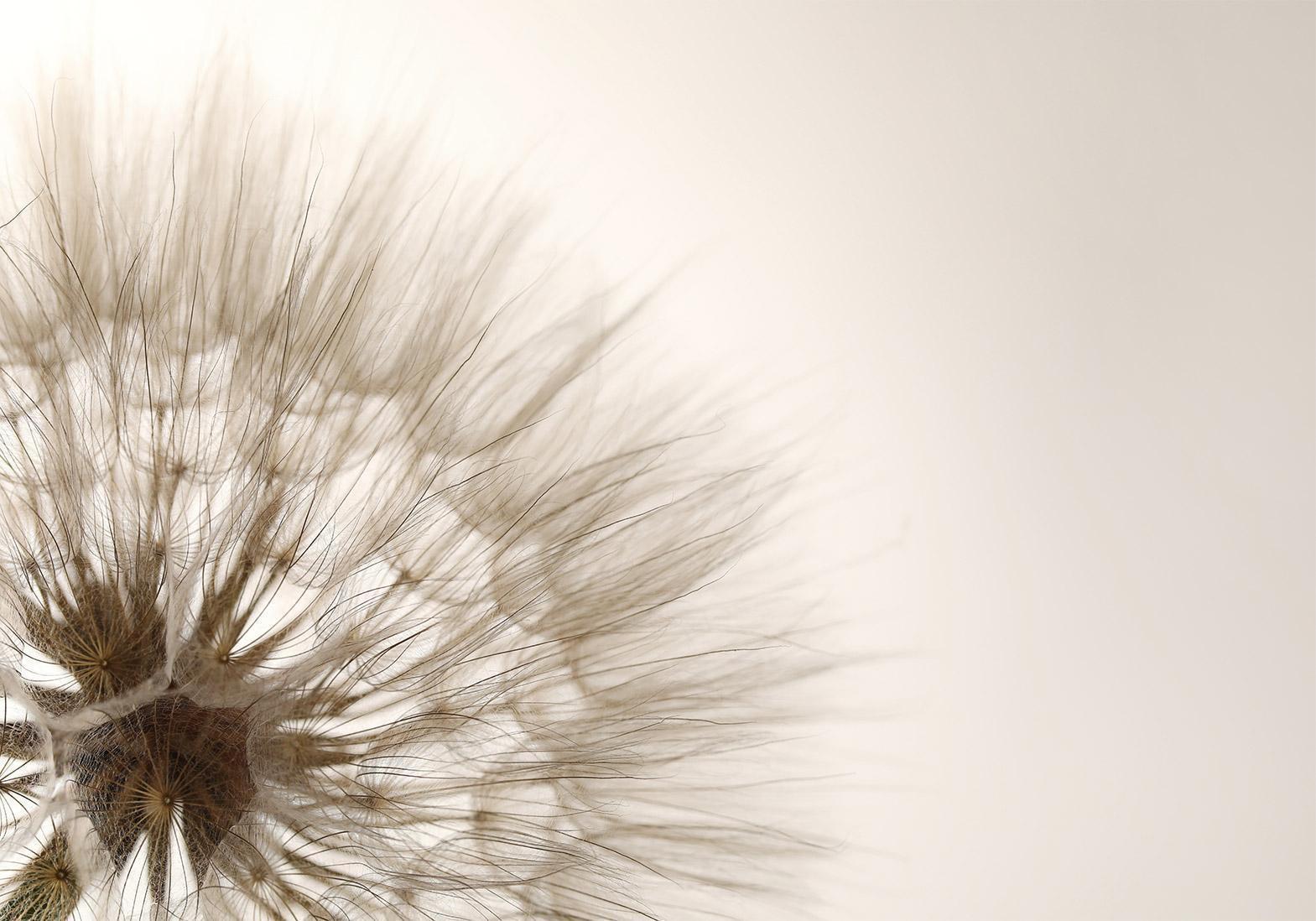 Papier peint - Nature close-up - close-up motif of a blowfly flower in sepia