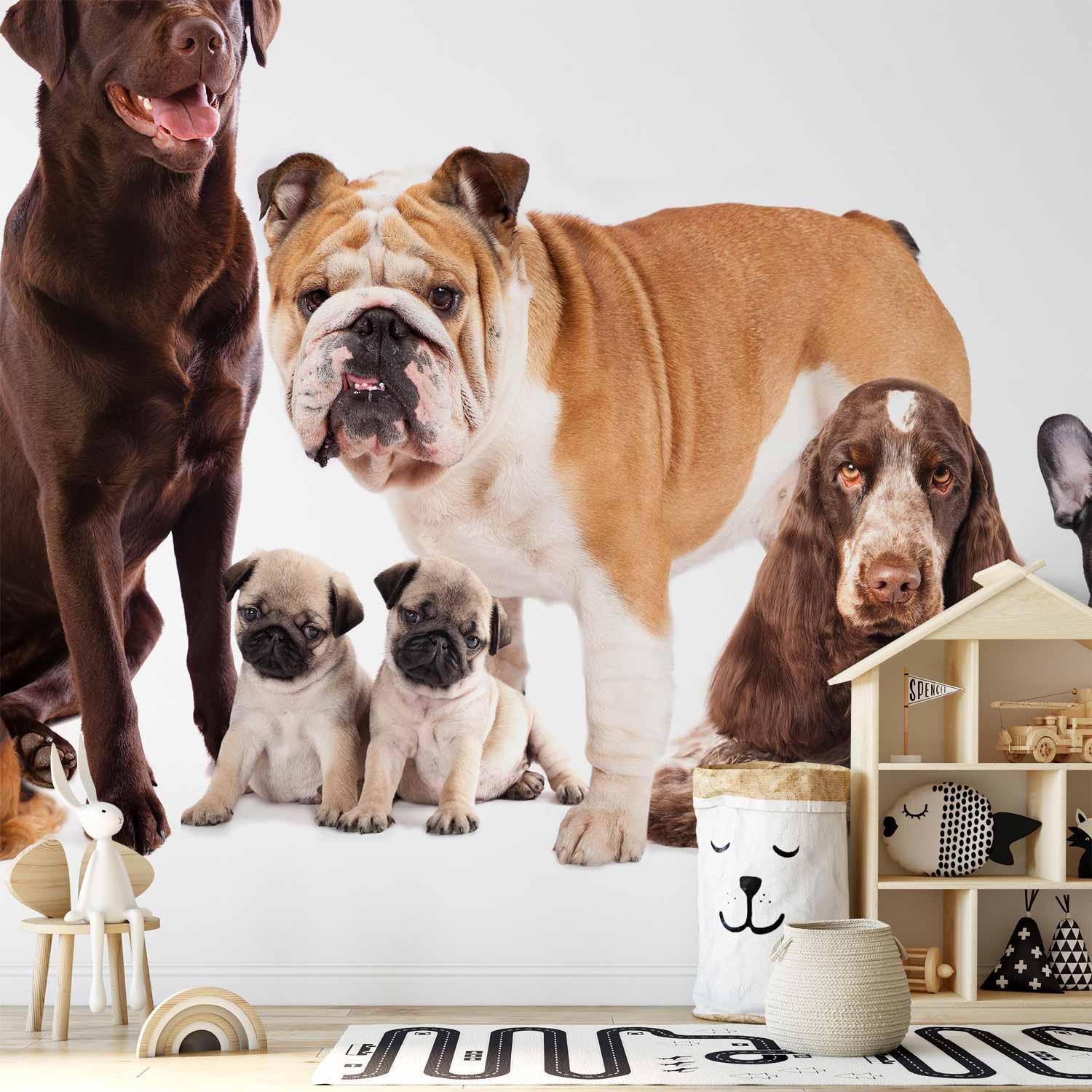 Papier peint - Animal portrait - dogs with a brown labrador in the centre on a white background