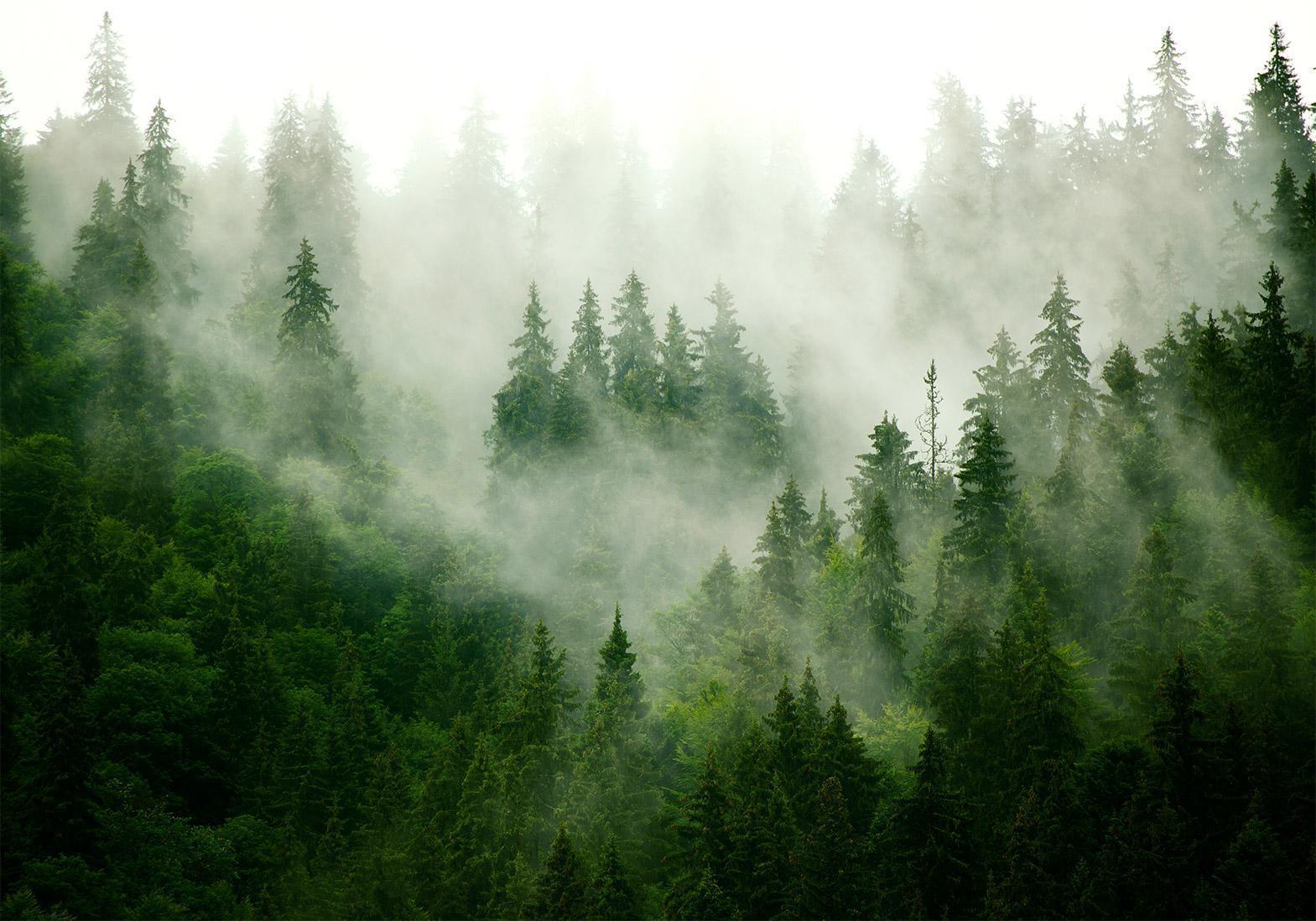 Papier peint - Mountain Forest (Green)