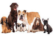 Papier peint - Animal portrait - dogs with a brown labrador in the centre on a white background