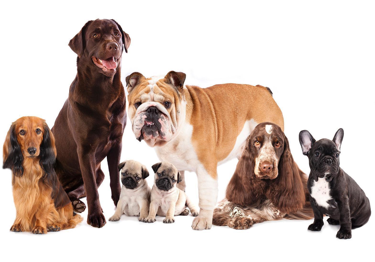 Papier peint - Animal portrait - dogs with a brown labrador in the centre on a white background