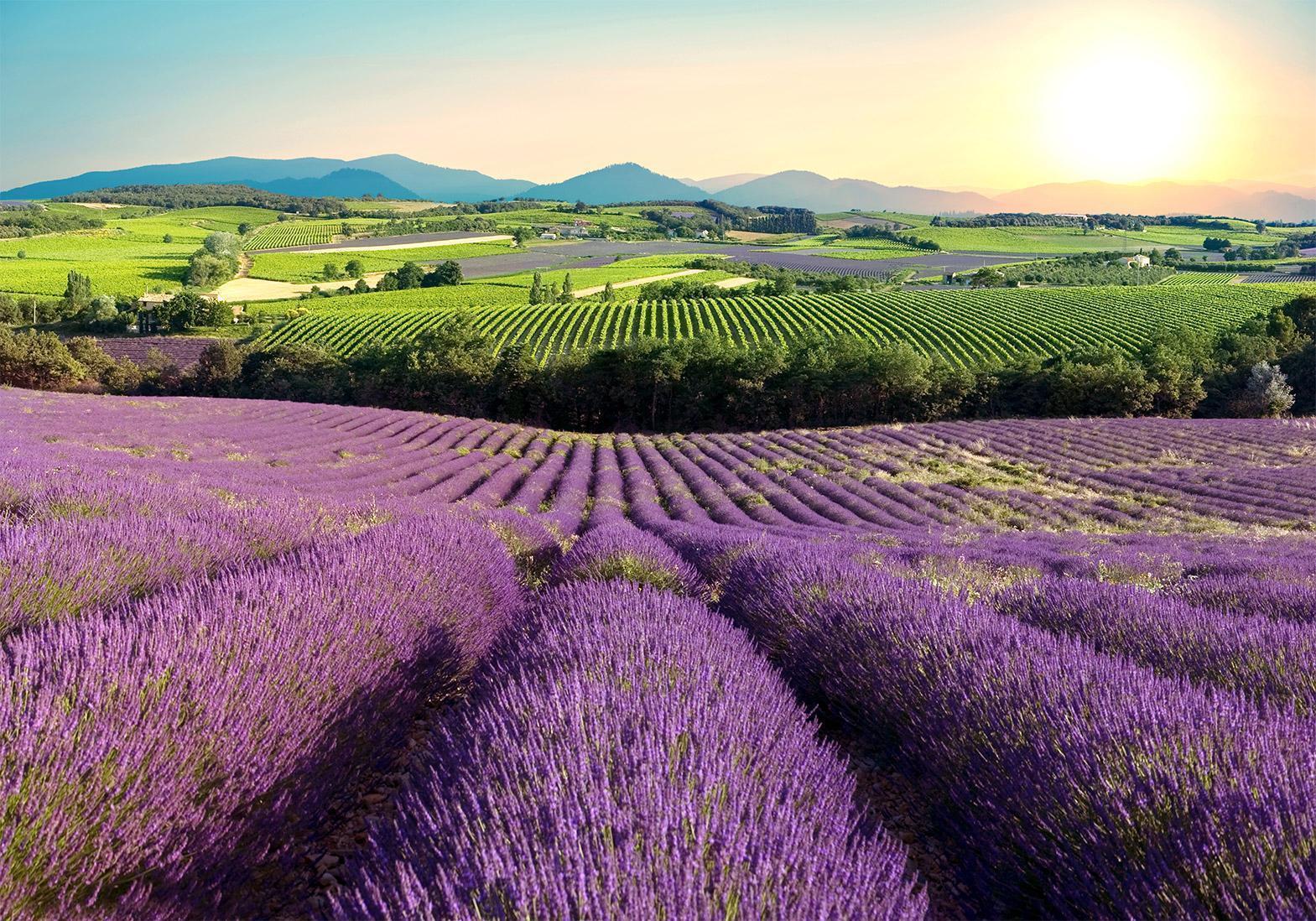 Papier peint - Lavender Field