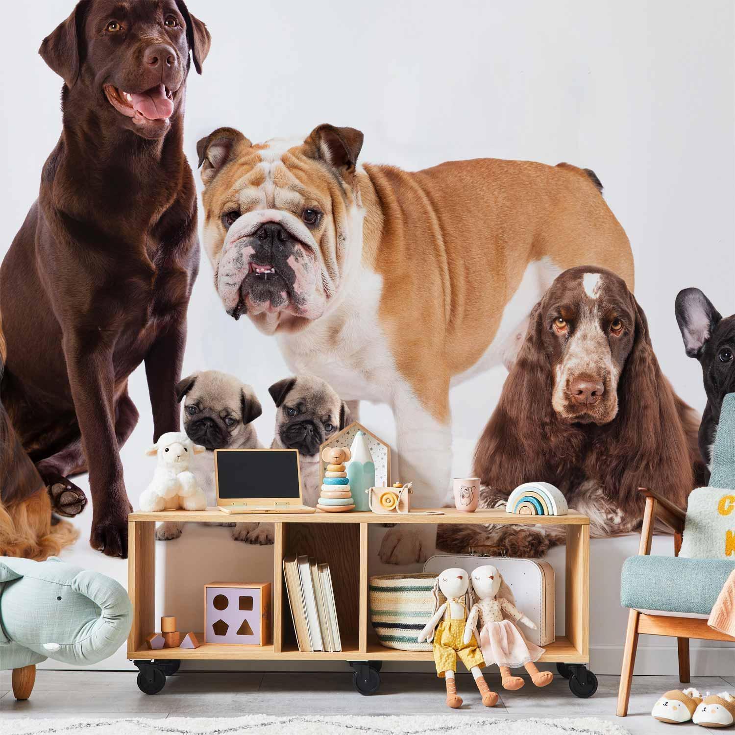 Papier peint - Animal portrait - dogs with a brown labrador in the centre on a white background