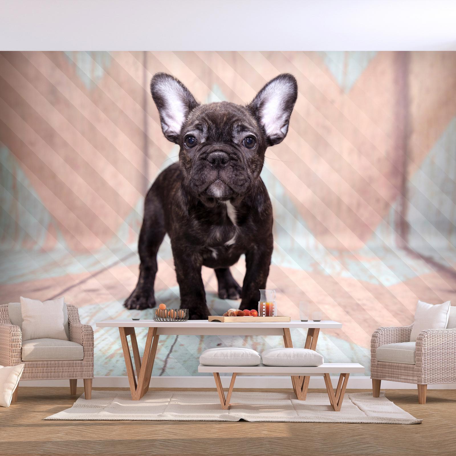 Papier peint - French Bulldog