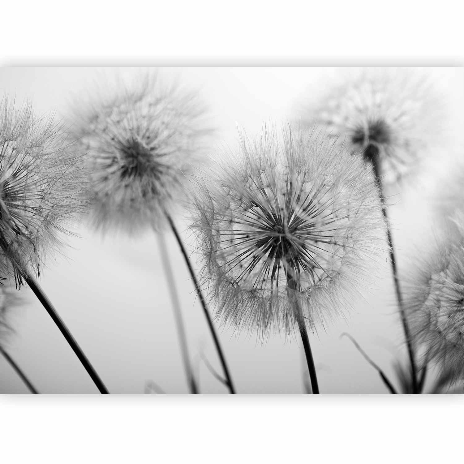 Papier peint - Time for Dandelions - Second Variant