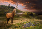 Papier peint - Deer on Hill
