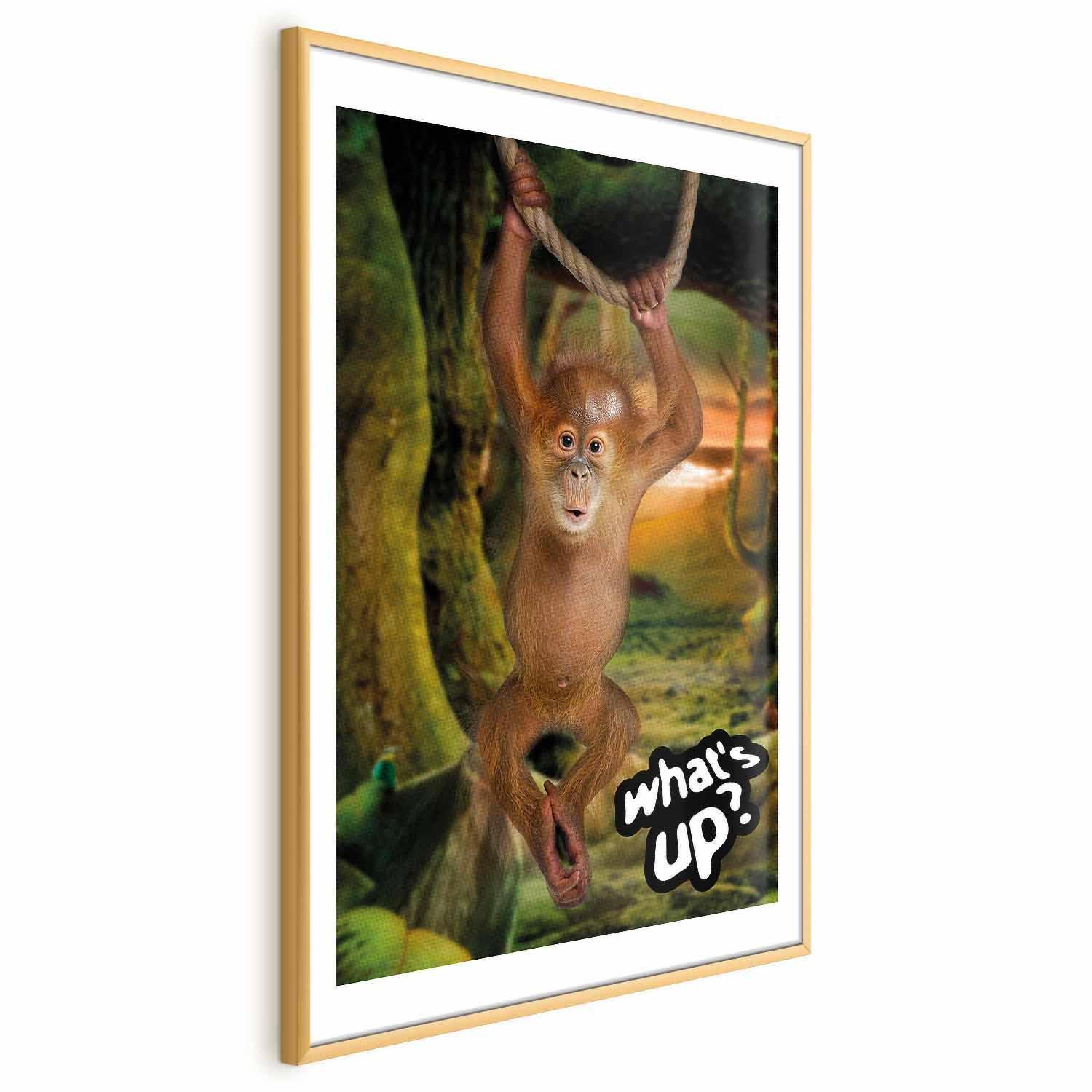 Poster - What's Up?