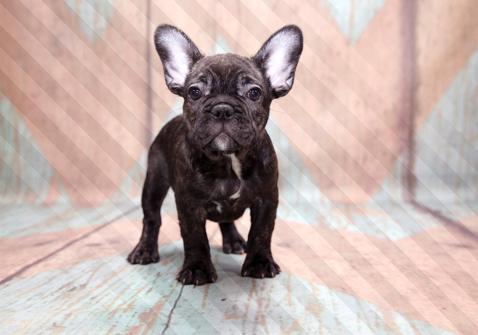 Papier peint - French Bulldog