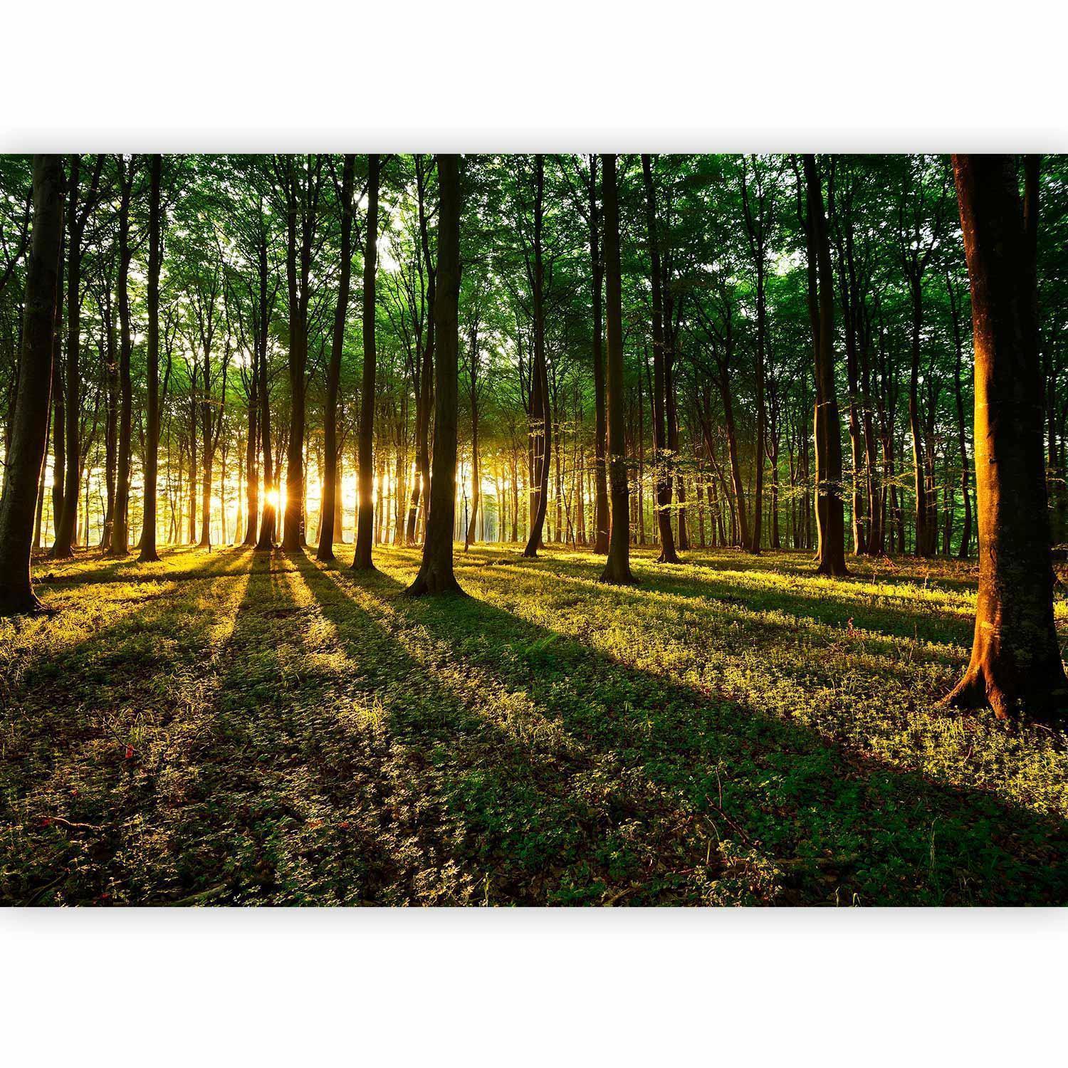 Papier peint - Spring: Morning in the Forest