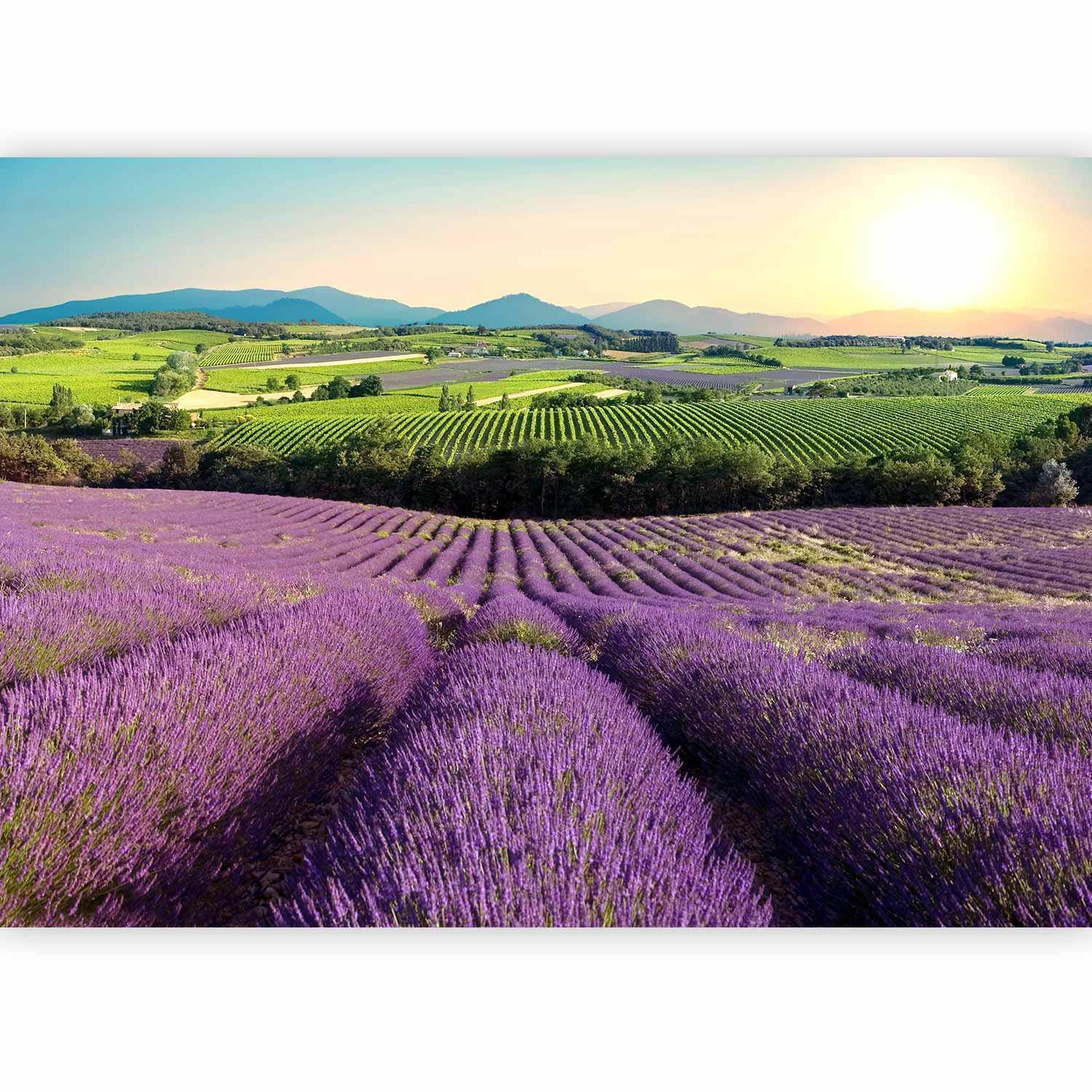 Papier peint - Lavender Field