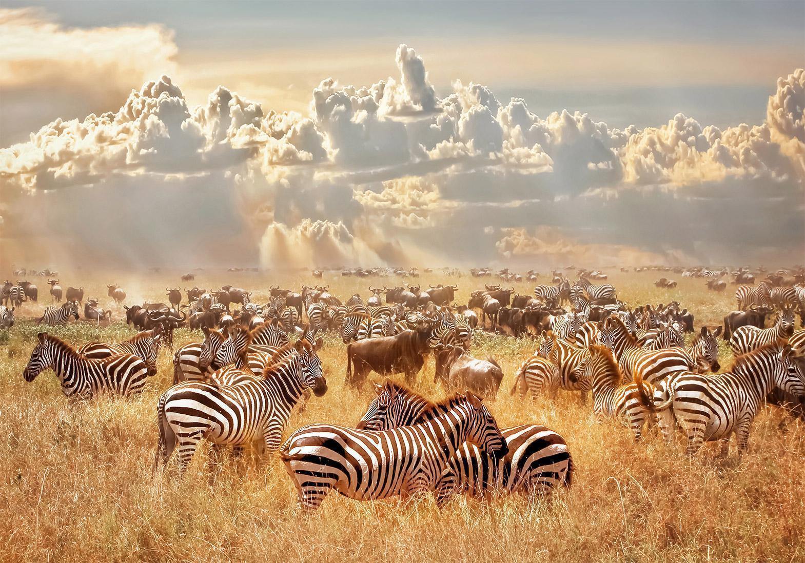 Papier peint - Zebra Land