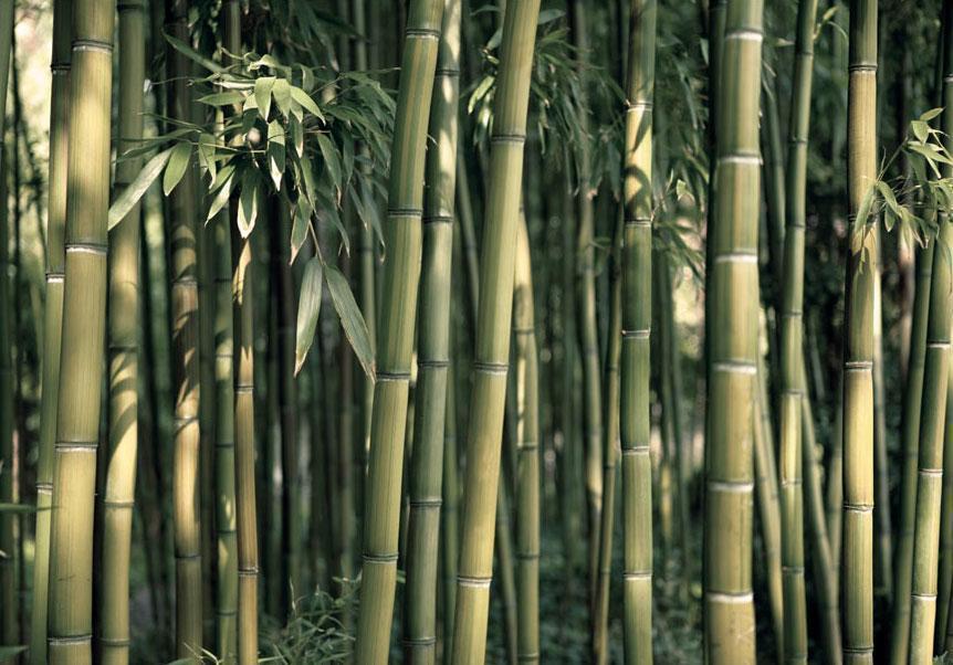 Papier peint - Bamboo Exotic