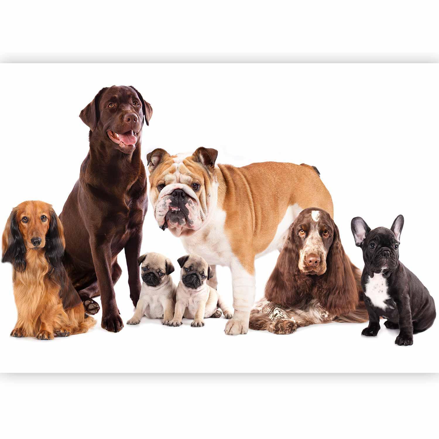 Papier peint - Animal portrait - dogs with a brown labrador in the centre on a white background