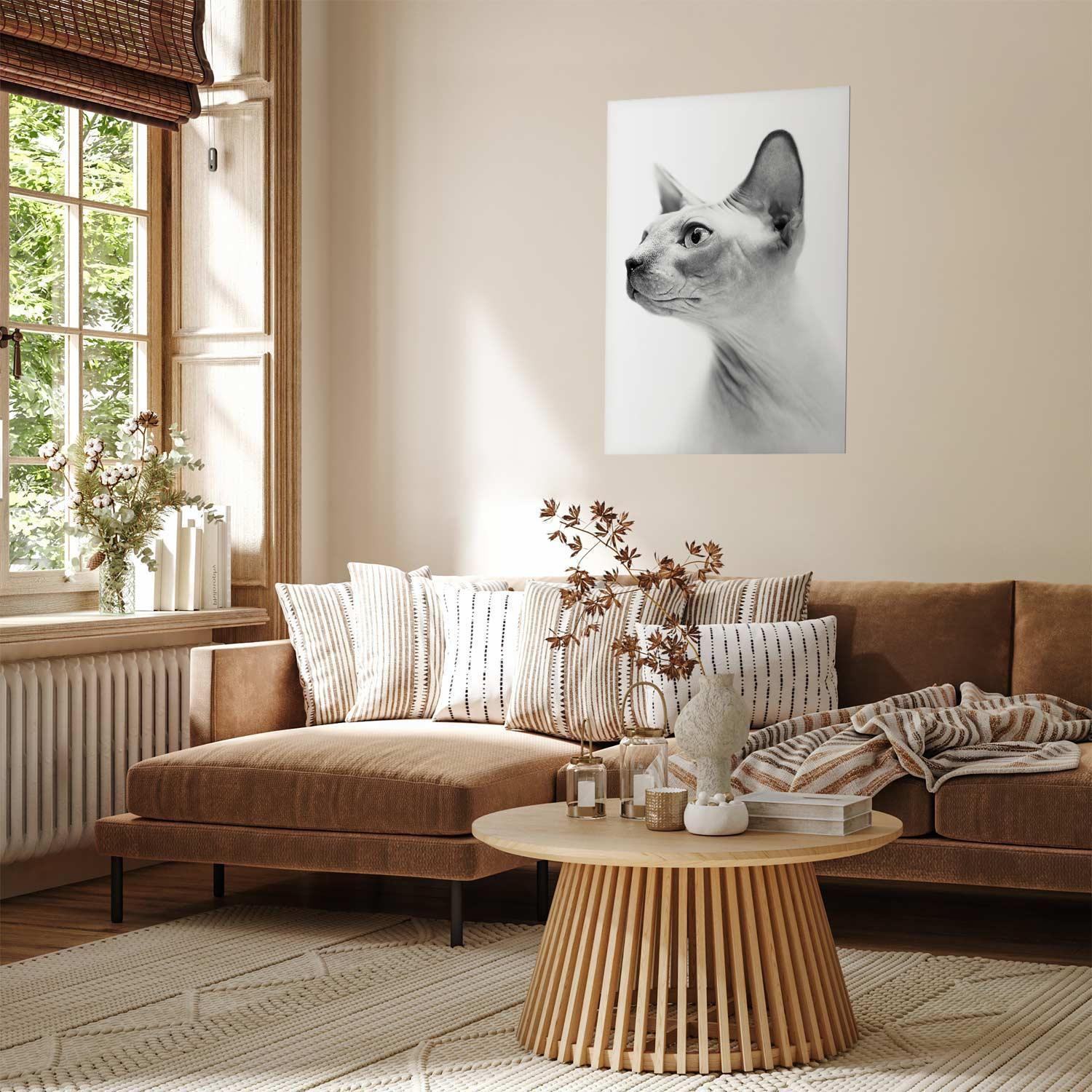 Poster - Hairless Cat