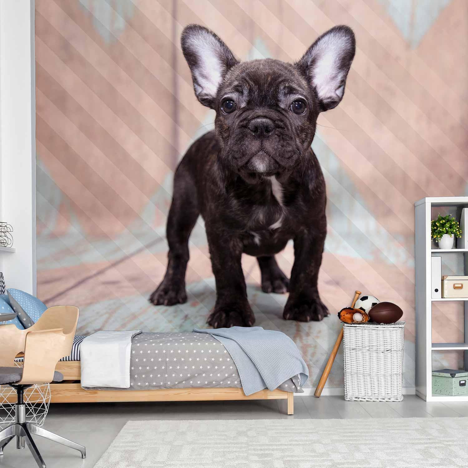 Papier peint - French Bulldog